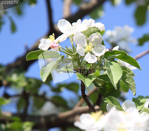 Image of apple blossom