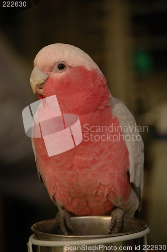 Image of Pink parrot