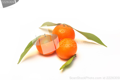 Image of tangerines