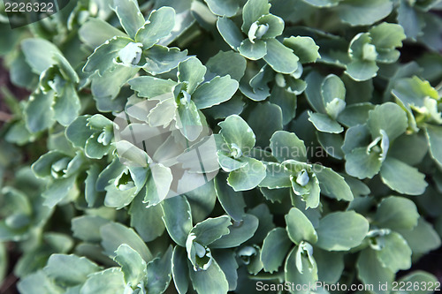 Image of  green leaves