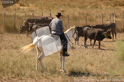 Image of Le Camargue1