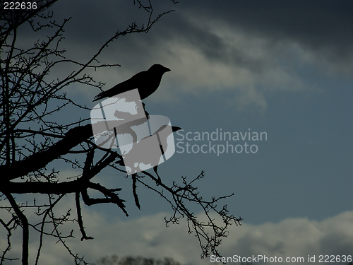 Image of Crows