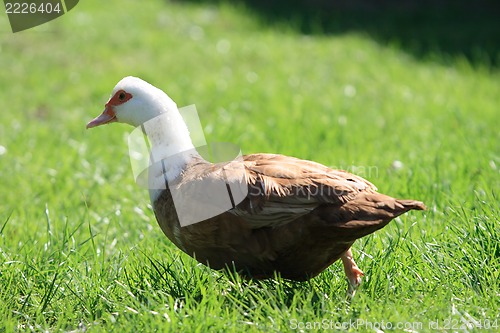 Image of Mallard Duck 