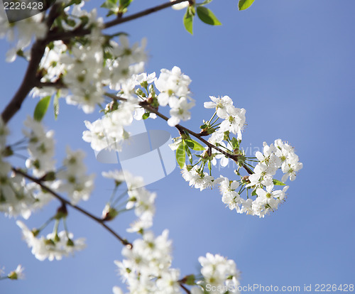 Image of Flower