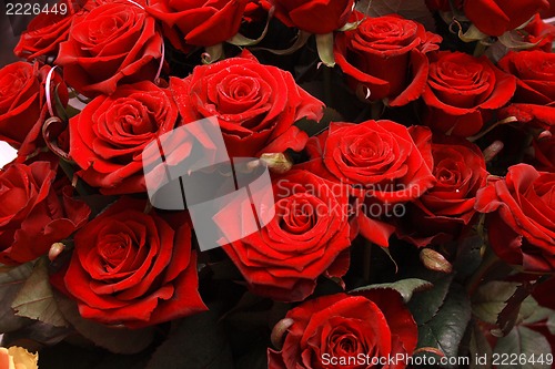 Image of roses