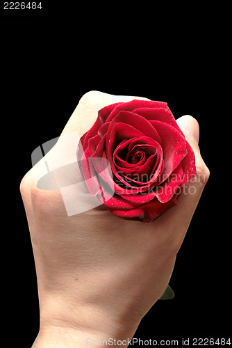 Image of Red roses