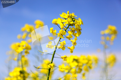 Image of rape field