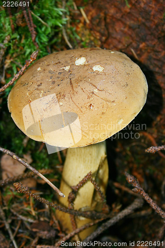 Image of mushroom 