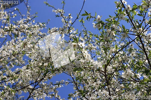 Image of cherry blossoms