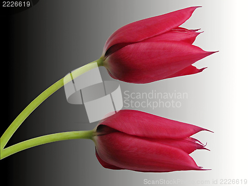 Image of tulips