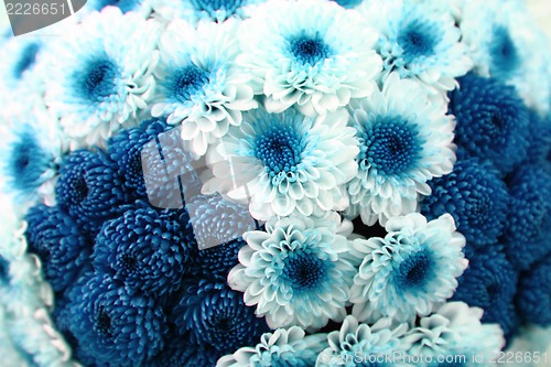 Image of blue flowers 