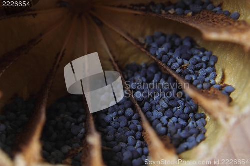 Image of detail of poppy seeds (food ingredient)