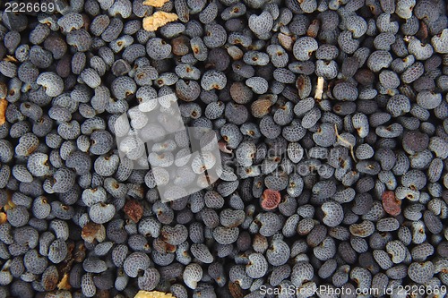 Image of detail of poppy seeds (food ingredient)