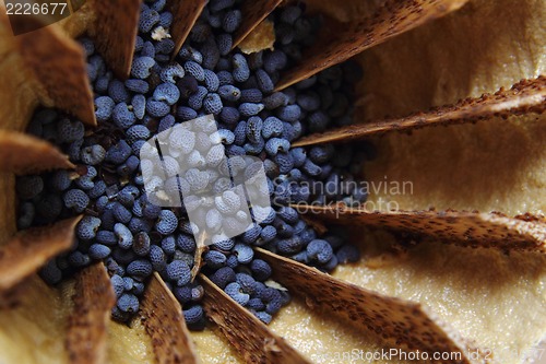 Image of detail of poppy seeds (food ingredient)