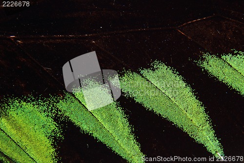 Image of butterfly wing as very nice texture