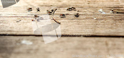 Image of Flies eating 