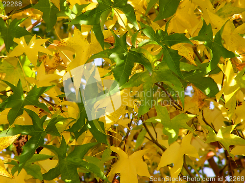 Image of Autumn background