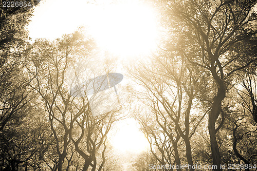 Image of NYC Central Park Trees Sepia