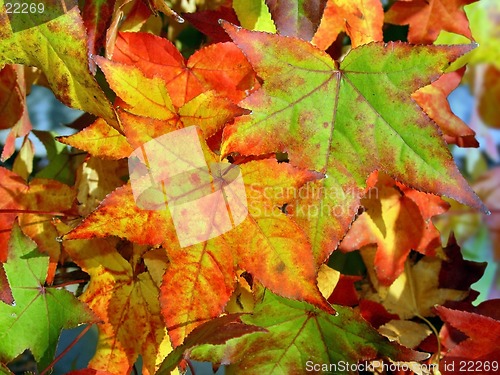 Image of Autumn background