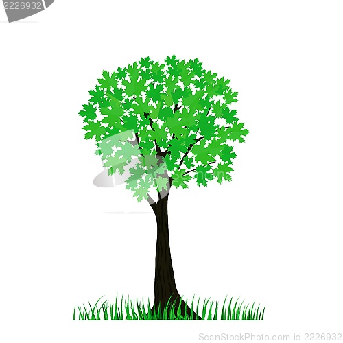 Image of green tree