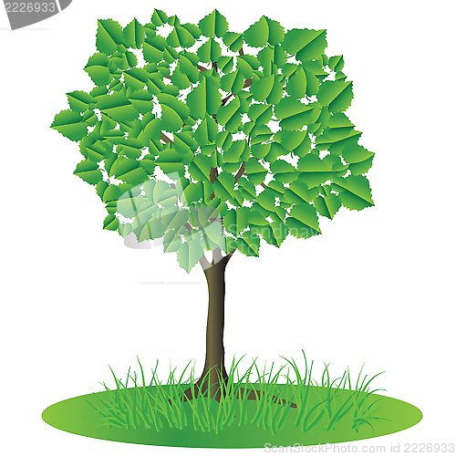 Image of tree
