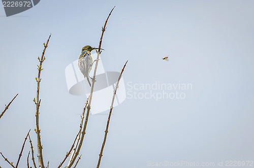 Image of Lunch Flies By