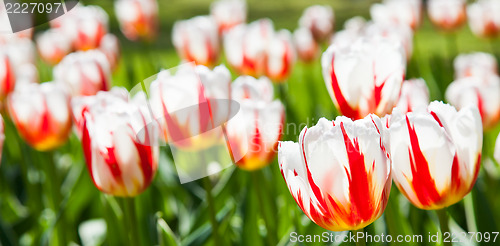 Image of Happu Generation tulip