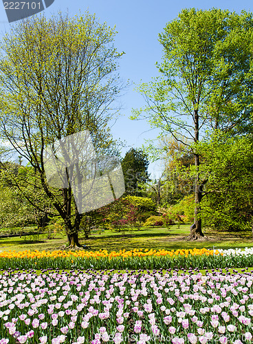 Image of Tulips garden