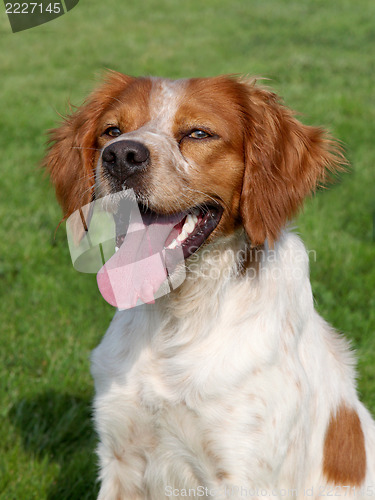 Image of Brittany Spaniel dog