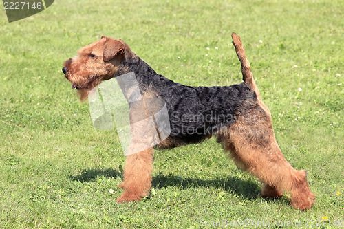 Image of Welsh Terrier dog