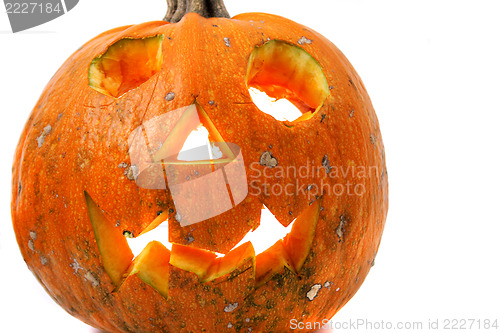 Image of Halloween pumkin on the white background 