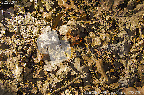 Image of Autumn Leaves on the Ground