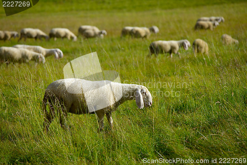 Image of Sheep