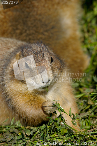 Image of Prairie dog