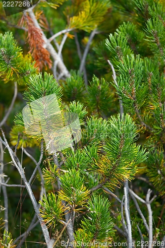 Image of Pine tree