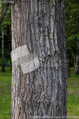 Image of Tree trunk