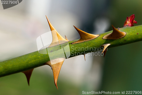 Image of Thorns
