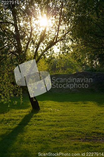 Image of Tree