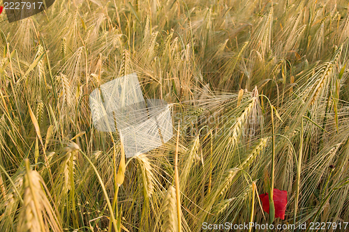 Image of Wheat