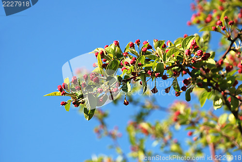 Image of Crab apple branch with pink blossom buds