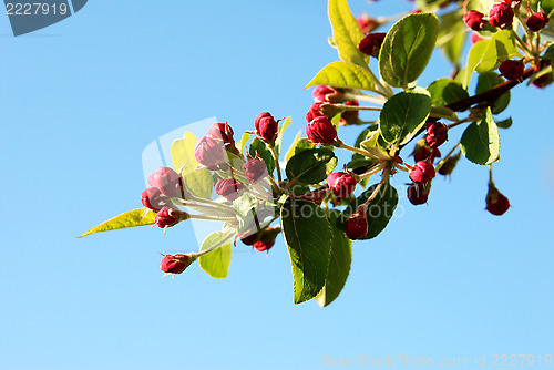 Image of Closeup of pink crab apple blossom buds