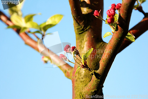 Image of Crab apple blossom buds in sunlight