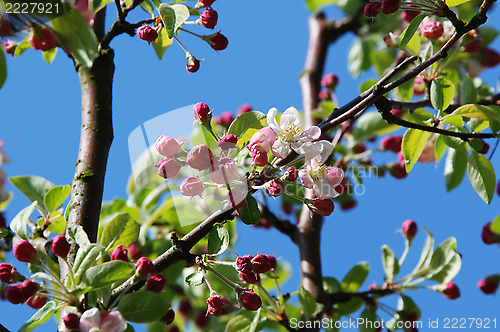 Image of Crab apple blossom and flower buds