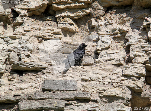 Image of Jackdaw l