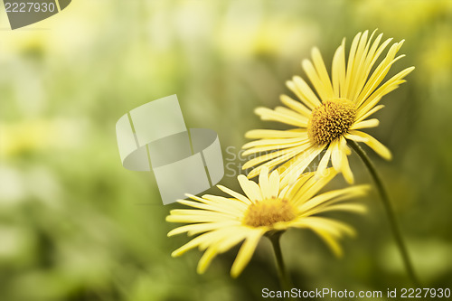 Image of yellow flower background