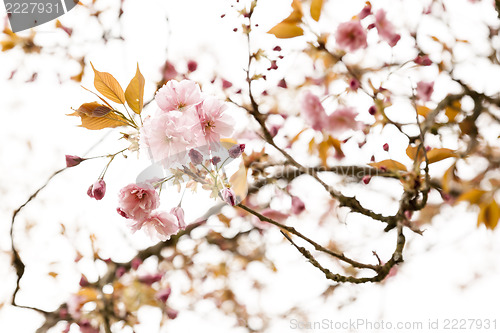 Image of pink cherry blossom