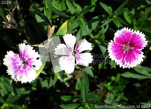 Image of Pink blossoms