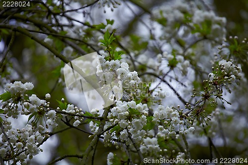 Image of Blossom tree