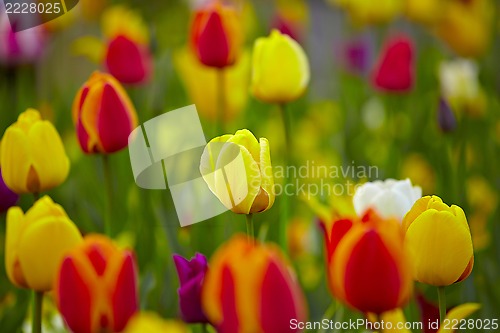 Image of Tulips