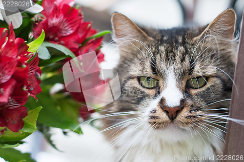 Image of Cat with flowers